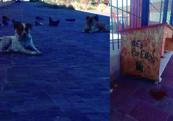 Perros callejeros y refugio