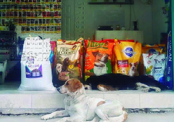 Perritos en la tienda