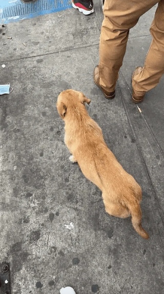Perrito formado