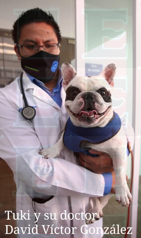 Perrito