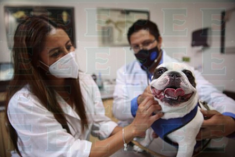 Perrito