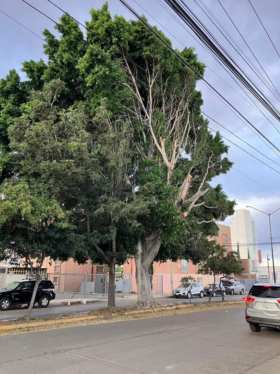 Vecinos denuncian tala indiscriminada de árbol en la Garita de Jalisco