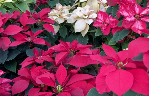 La flor de Nochebuena, decoración navideña mundial 100% Mexicana