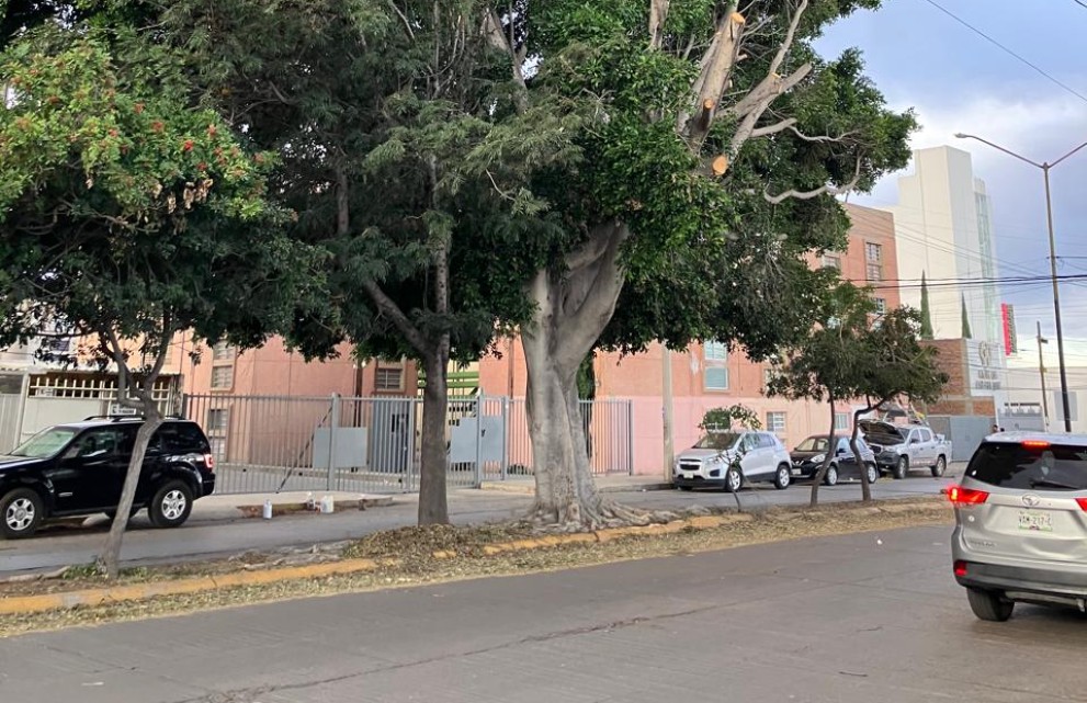 Vecinos denuncian tala indiscriminada de árbol en la Garita de Jalisco
